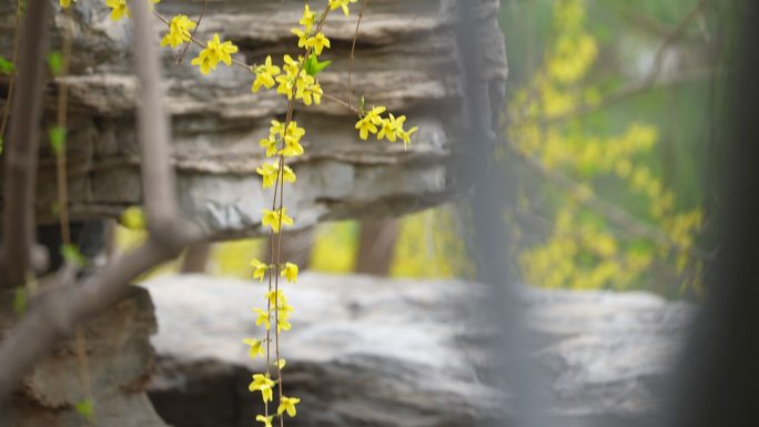 春天花开花连翘黄花清明春分春暖花开