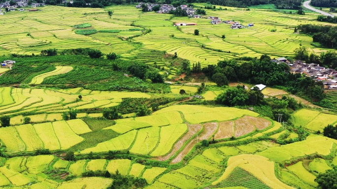 高山峡谷地区金色稻田