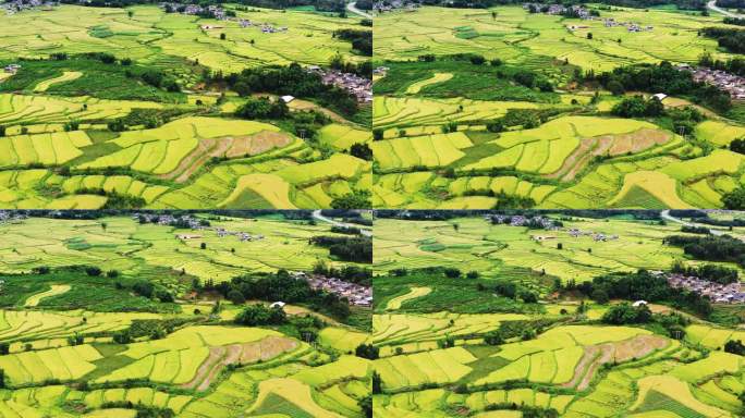 高山峡谷地区金色稻田