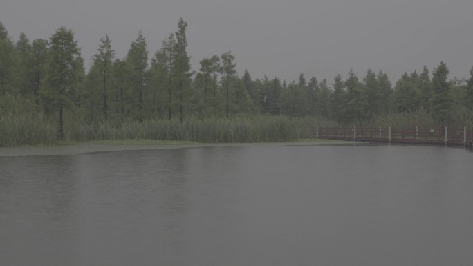 雨天，森林湿地湖泊，廊桥，治愈风景，雨景