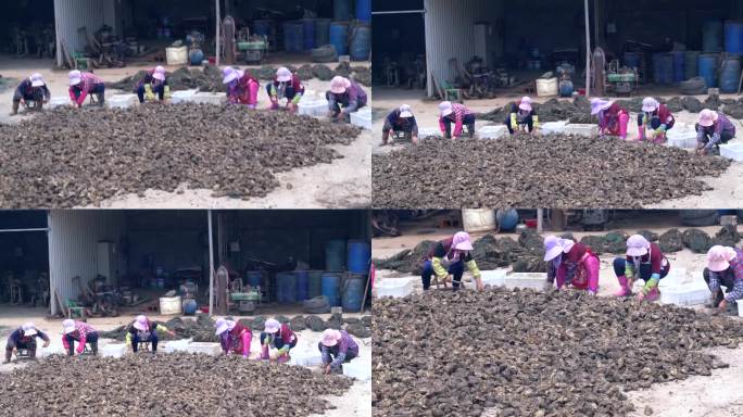 乳山牡蛎收获妇女