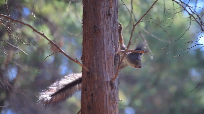 松鼠 啮齿动物 松鼠吃坚果 视频 素材