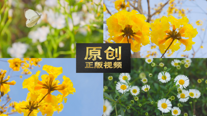 花春开花花春天开花延时唯美空境