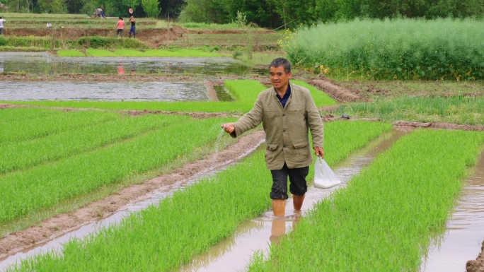 【原创】春耕稻田秧苗农耕耕地农民干活乡村