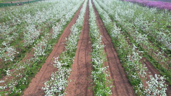 航拍苹果地 千亩苹果花 苹果树