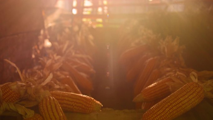 夏天阳光下的玉米合集 农业丰收粮食