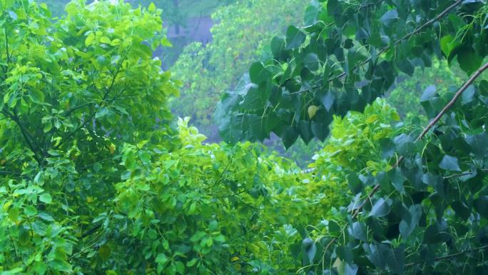 树枝树叶狂风暴雨刮风下雨倾盆大雨下雨天雨