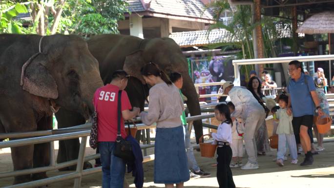 4K公园游客喂食与大象互动实拍视频