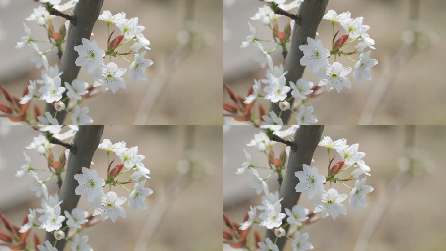 春天梨花开放、春风中摇曳的梨花实拍