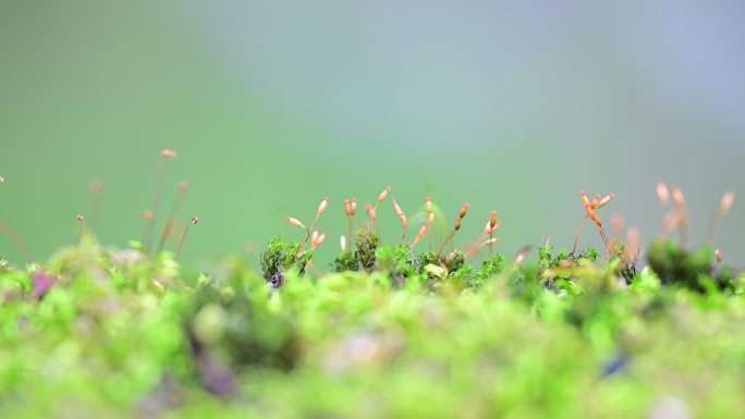 苔藓植物