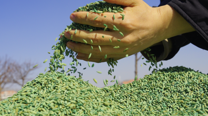 种子包衣剂晾晒水稻种子