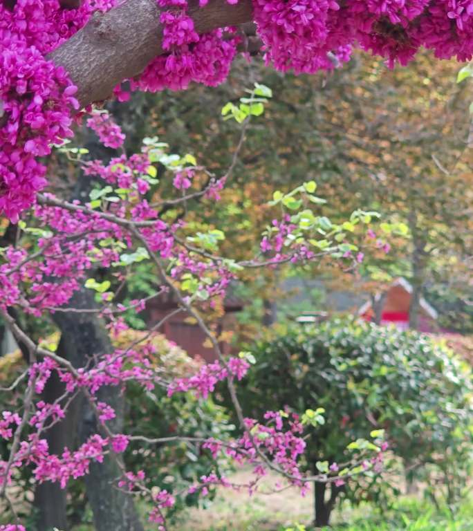 竖屏春天紫荆花盛开高清风景