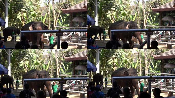 4K大象嬉戏鼻子喷水实拍视频