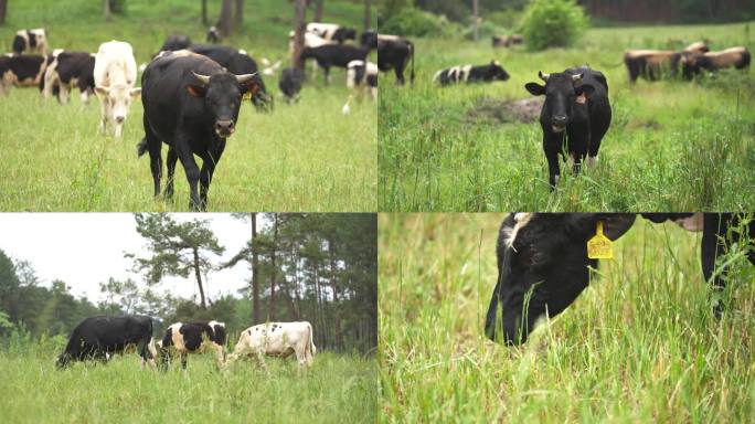 牛 牛群 牛吃草 牧场 牧畜