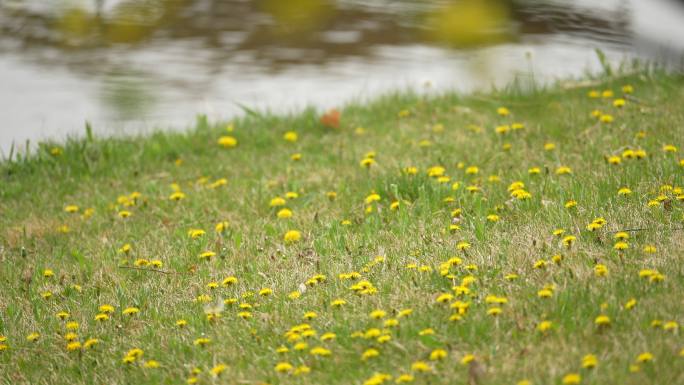 湖畔草地野花蒲公英黄花小花满地小花春天