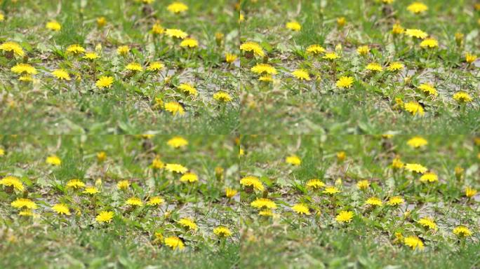 草地野花蒲公英黄花小花满地小花春天