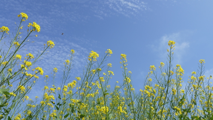 春天油菜花蜜蜂采蜜