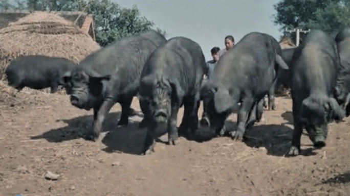 八九十年代 农村家家养猪 土猪 黑猪