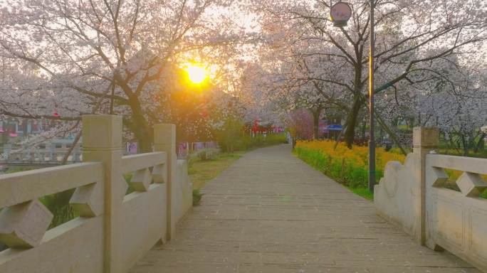 湖北武汉东湖樱花园樱花盛开