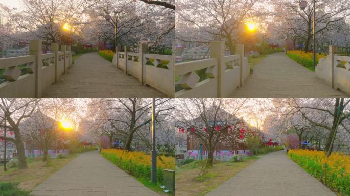 湖北武汉东湖樱花园樱花盛开