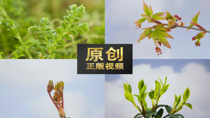 春天立春万物生长发芽万物复苏生长植物生长