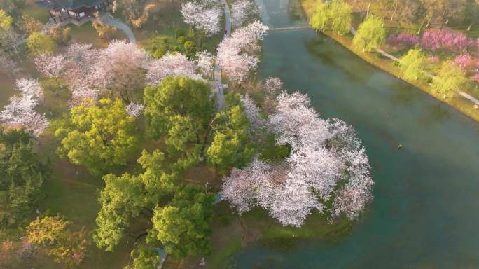 湖北武汉堤角公园樱花盛开