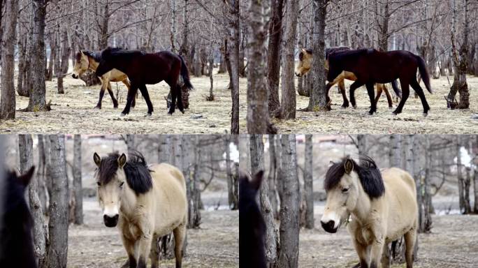 马群在森林吃草