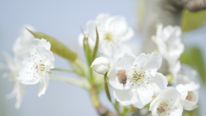春天花丛中忙碌的小蜜蜂，梨花实拍