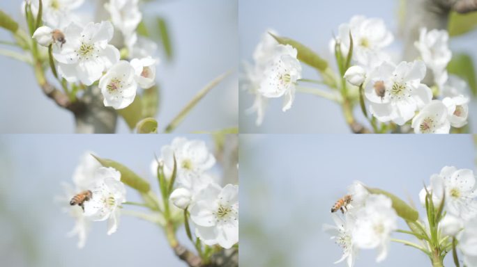 春天花丛中忙碌的小蜜蜂，梨花实拍