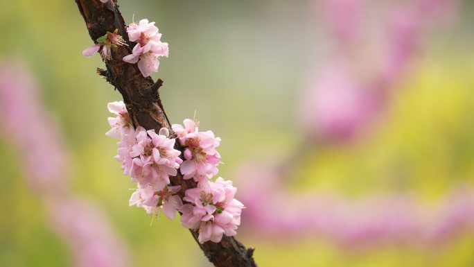 春天桃花开花瓣蜜蜂采蜜盛开花季春暖花开