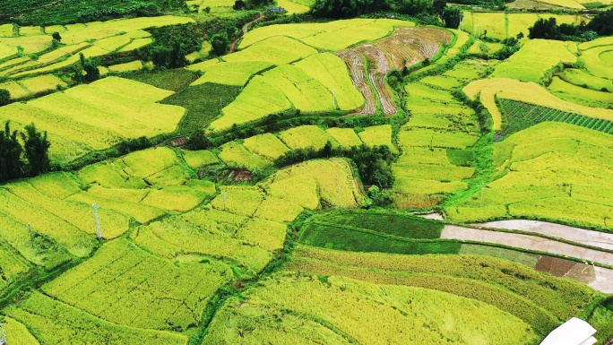 高山峡谷地区金色稻田