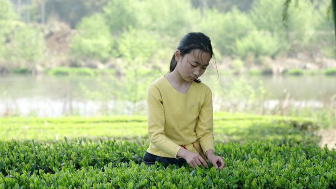 春茶采摘茶园里采茶的小姑娘明前茶雨前茶