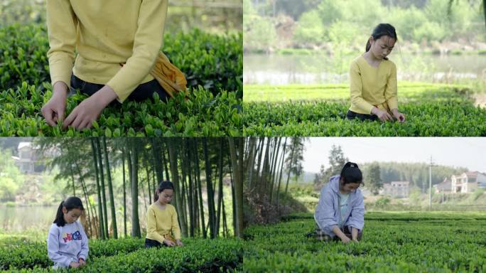 春茶采摘茶园里采茶的小姑娘明前茶雨前茶