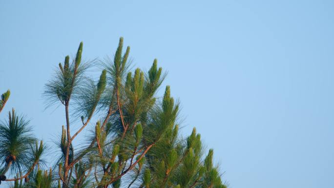 澜沧江边夕阳下的松树被风吹6k，h265