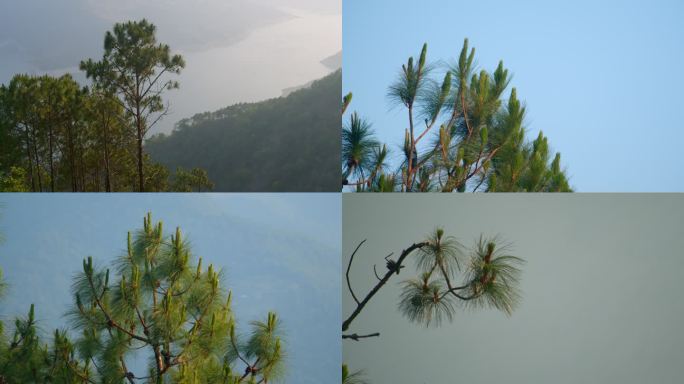 澜沧江边夕阳下的松树被风吹6k，h265