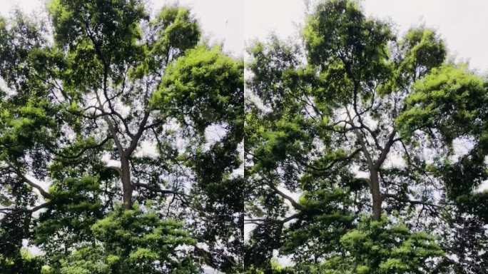 绿色 环保 树木 大自然 清新