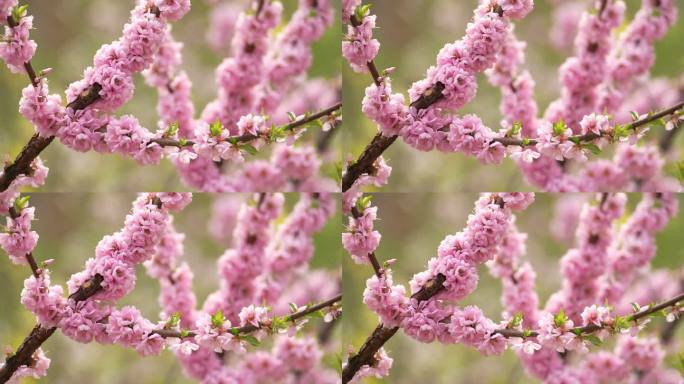 春天桃花开花瓣蜜蜂采蜜盛开花季春暖花开