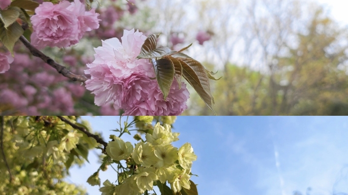 春天春季樱花盛开唯美空镜头