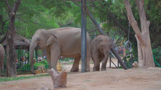 广州长隆动物世界大象活动视频