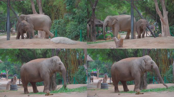 广州长隆动物世界大象活动视频