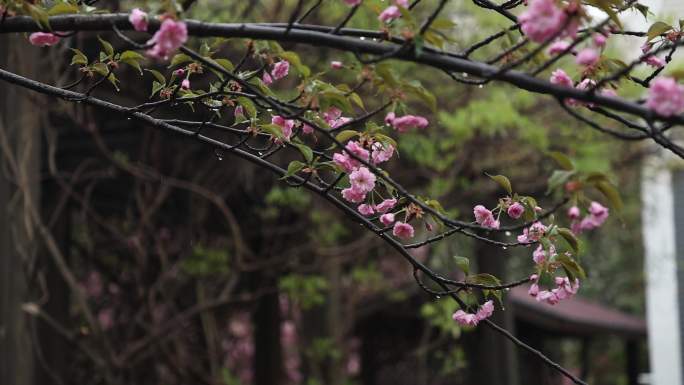 春雨拍打着花朵唯美中国风素材