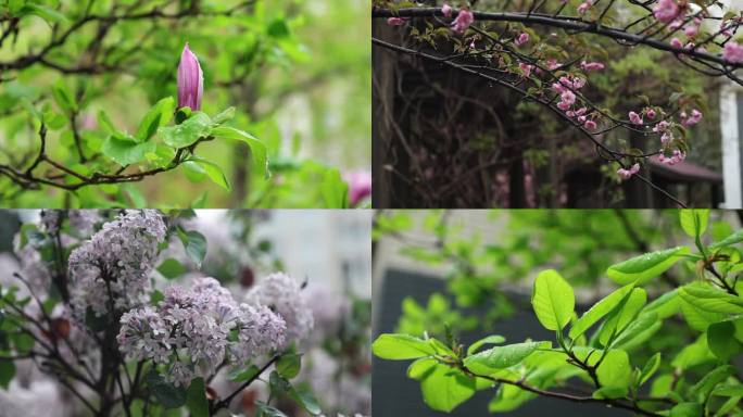 春雨拍打着花朵唯美中国风素材