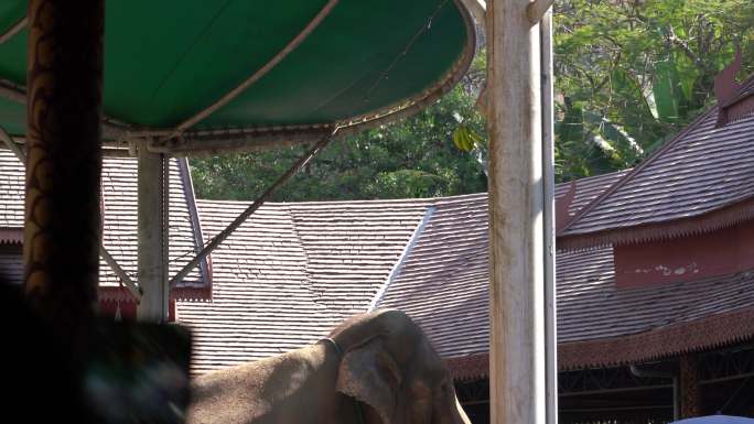 4K大象鼻子取食实拍视频