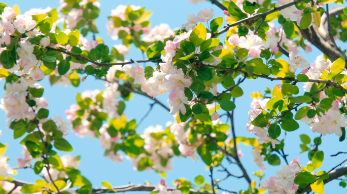 【原创实拍】繁花似锦春意盎然海棠花开