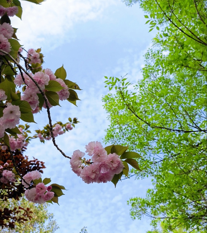 竖屏春天樱花盛开花树植物园
