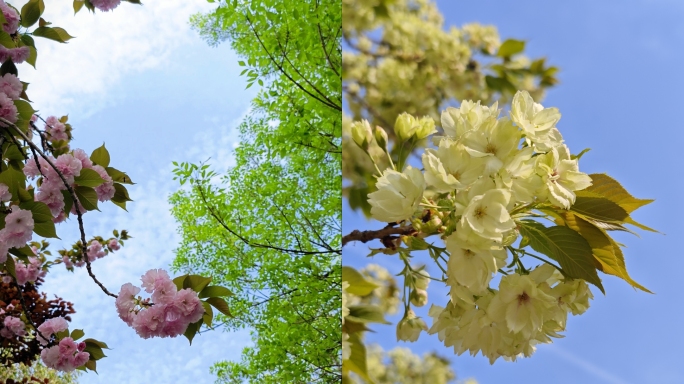 竖屏春天樱花盛开花树植物园