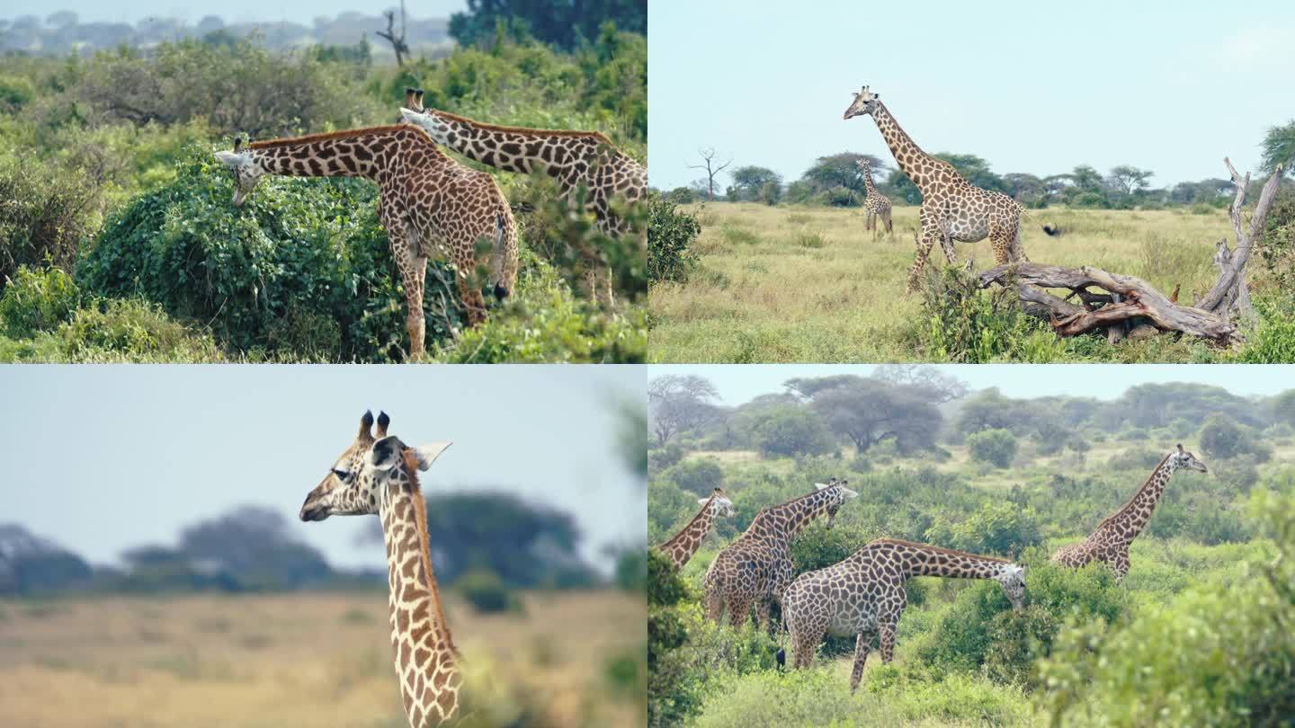 非洲长颈鹿4K