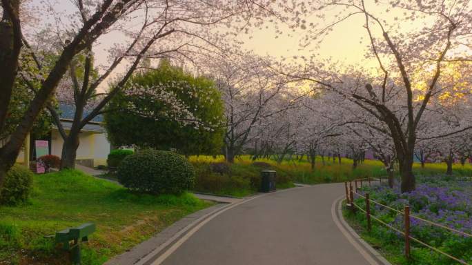 湖北武汉东湖樱花园樱花盛开