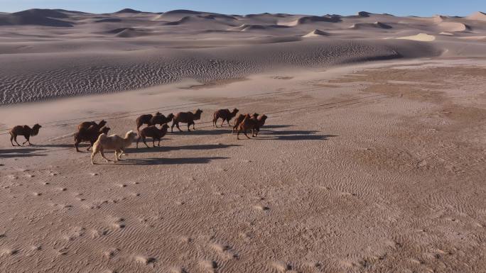 骆驼   行走的骆驼  驼群