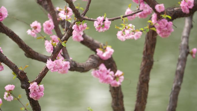 春天桃花开花瓣蜜蜂采蜜盛开花季春暖花开